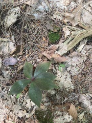 Isotria verticillata