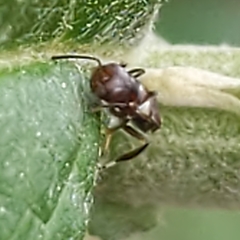 Encyrtus