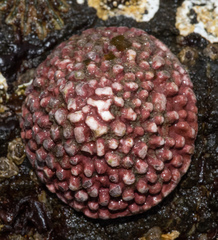 Acmaea