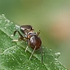 Encyrtus