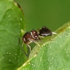 Encyrtus