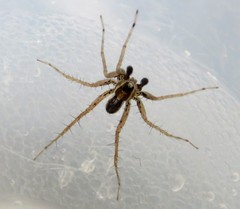 Pardosa distincta