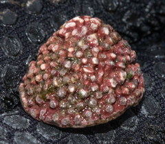 Acmaea