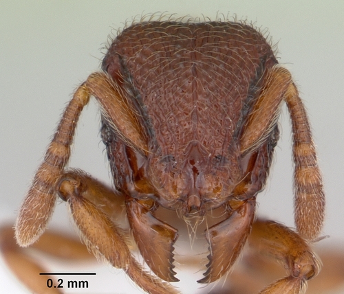 叉蚁属Dicroaspis