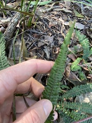 Blechnum parrisiae