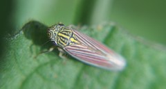 Apogonalia fraterna