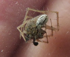 Pardosa distincta
