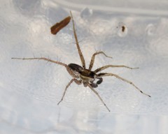 Pardosa distincta