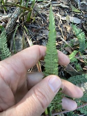 Blechnum parrisiae