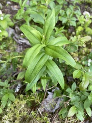 Gentiana linearis