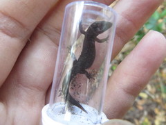 Sphaerodactylus notatus amaurus