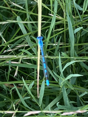 Enallagma cyathigerum