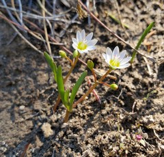 Lewisia triphylla