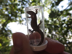 Sphaerodactylus notatus amaurus