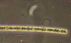 Monoraphidium contortum