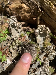 Peltigera evansiana