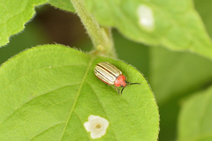 Disonycha brevilineata