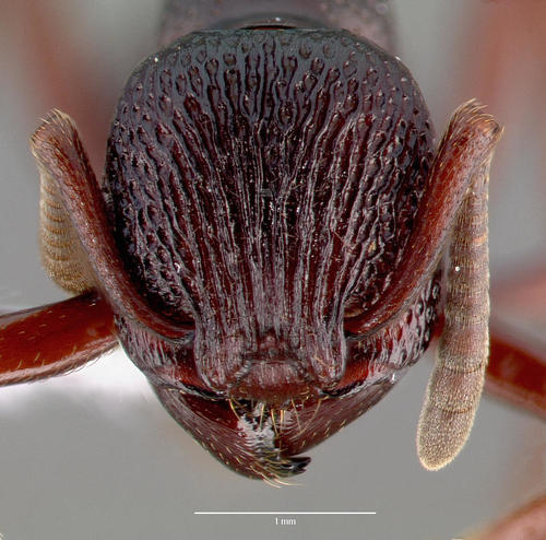 真铺道蚁属Eutetramorium