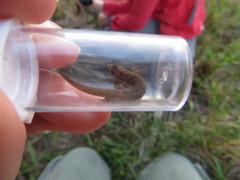 Sphaerodactylus notatus amaurus