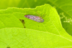 Graphocephala edwardsii