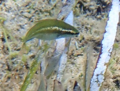 Symphodus ocellatus