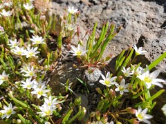 Lewisia triphylla