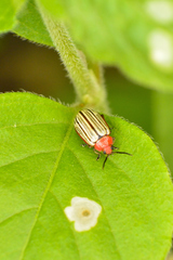 Disonycha brevilineata