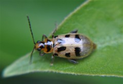 Systena nigroplagiata