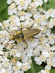 Lepturobosca chrysocoma