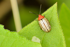 Disonycha brevilineata