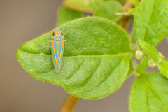 Graphocephala aurolineata