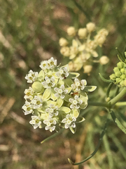 Asclepias subverticillata