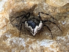Euryopis funebris