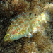 Five-spotted Wrasse - Photo (c) Donald Davesne, some rights reserved (CC BY), uploaded by Donald Davesne