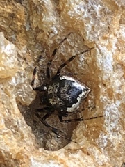 Euryopis funebris