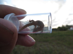Sphaerodactylus notatus amaurus