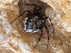 Euryopis funebris