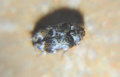 Trogoderma sternale aspericolle