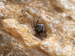 Euryopis funebris
