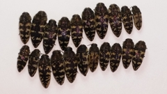 Acmaeodera gillespiensis