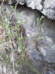 Silene antirrhina
