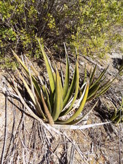 Agave albomarginata