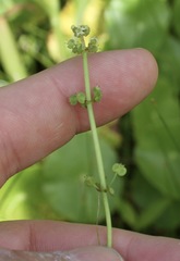 Hydrocotyle prolifera