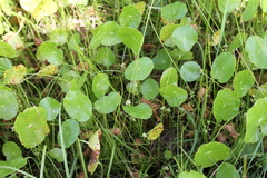 Hydrocotyle prolifera