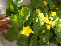 Eucnide bartonioides