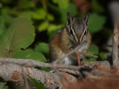 Uinta Chipmunk, Salt Lake County, UT, USA, photo 8 of 10