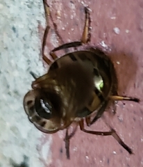 Copestylum chalybescens