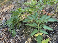 Angelica genuflexa
