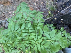 Angelica genuflexa