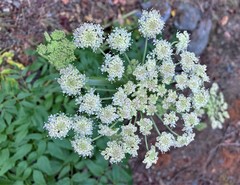 Angelica genuflexa